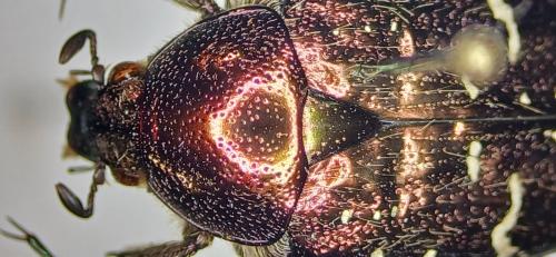 Réf. 355 060 : Cetonia aurata aurata